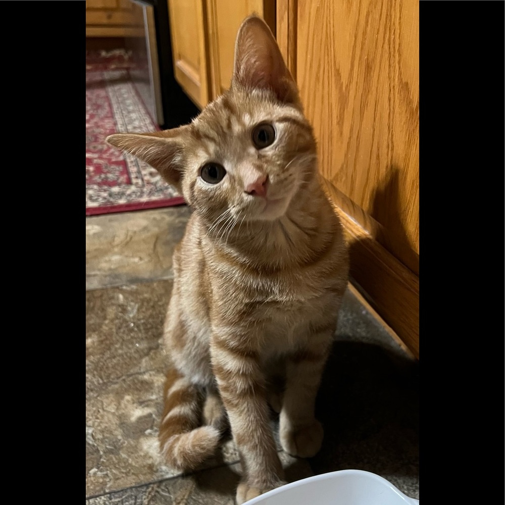 Meet your Posher, Alecia - Picture 2 of 5